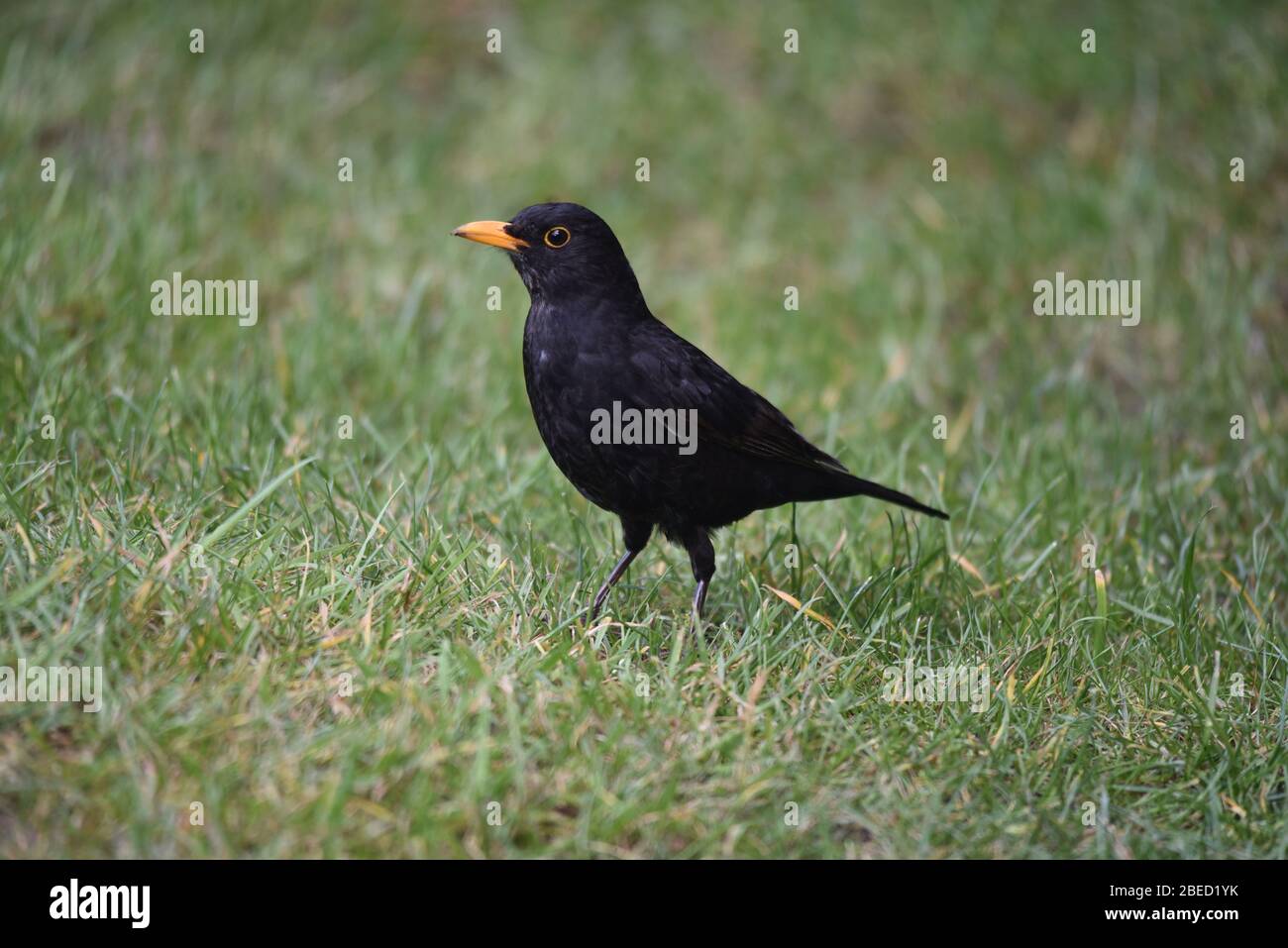 jeune oiseau noir dans le jardin à la recherche de nourriture au printemps. Banque D'Images