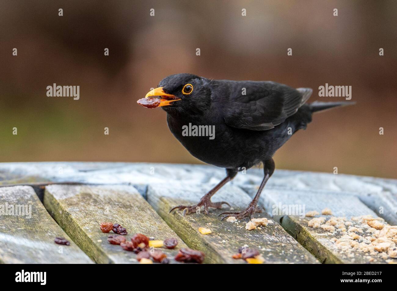 Homme Blackbird mangeant le raisin. Banque D'Images