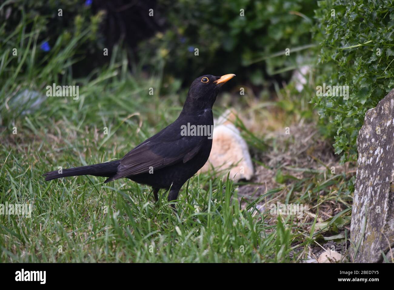 jeune oiseau noir dans le jardin à la recherche de nourriture au printemps. Banque D'Images