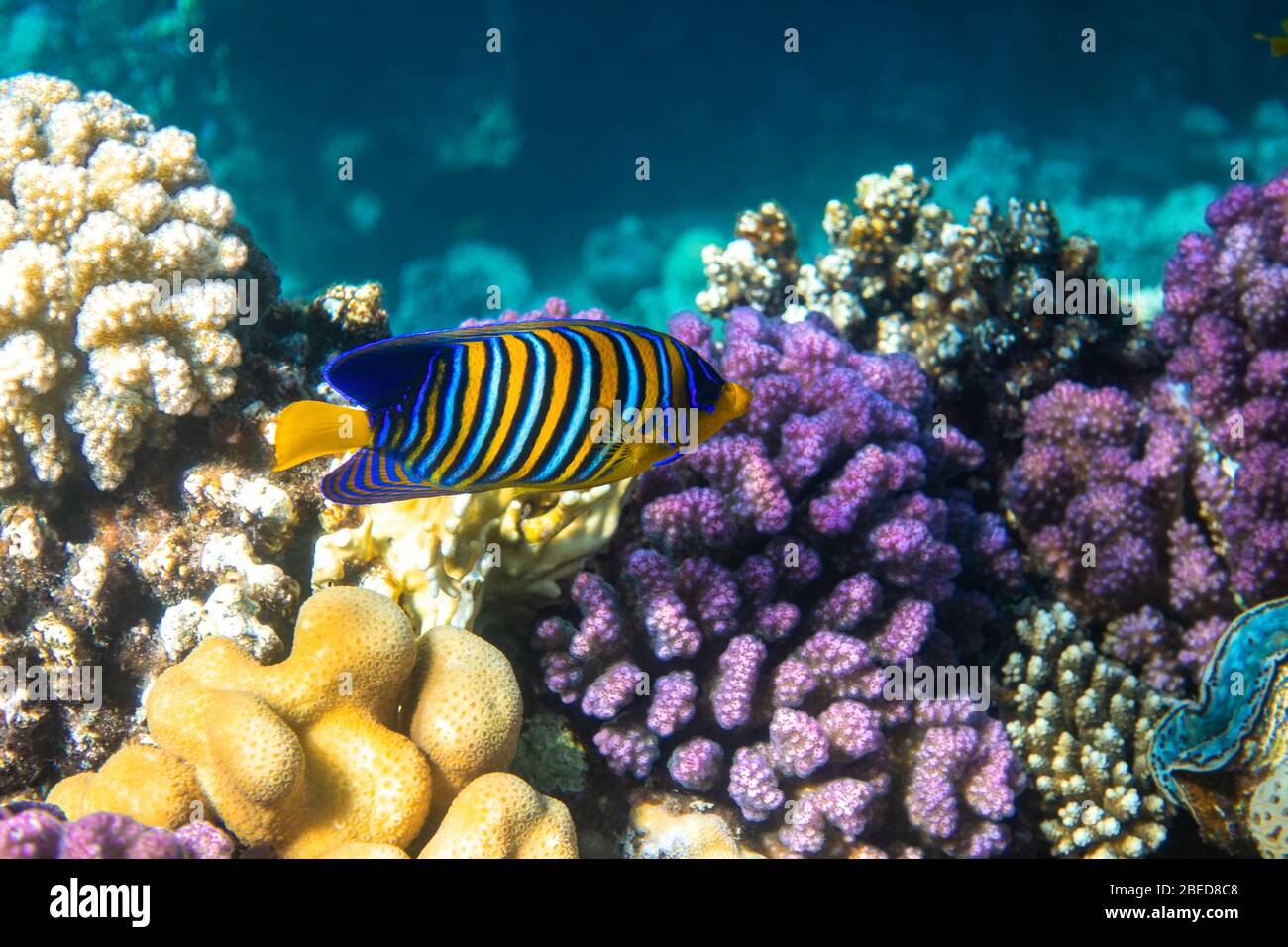 Royal Angelfish (poisson-angelfish royal) dans un récif de corail, mer Rouge, Egypte. Poissons tropicaux colorés avec ailerons jaunes, rayures orange, blanches et bleues dans oce bleu Banque D'Images