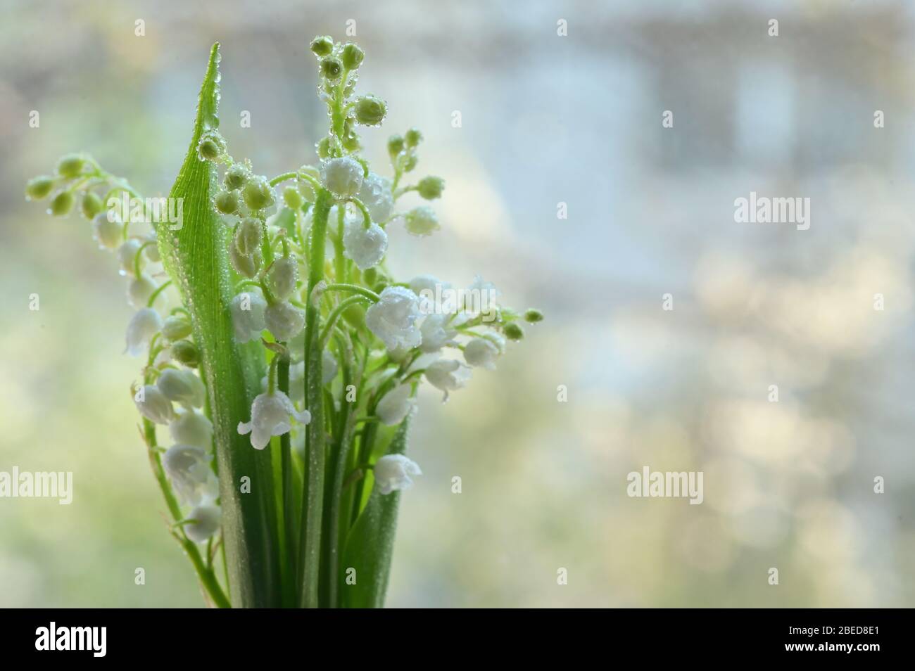 Les fleurs sentent Lily de la vallée ou May-Lily avec des gouttes Banque D'Images