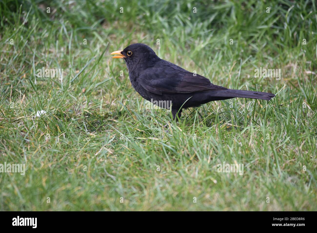 jeune oiseau noir dans le jardin à la recherche de nourriture au printemps. Banque D'Images