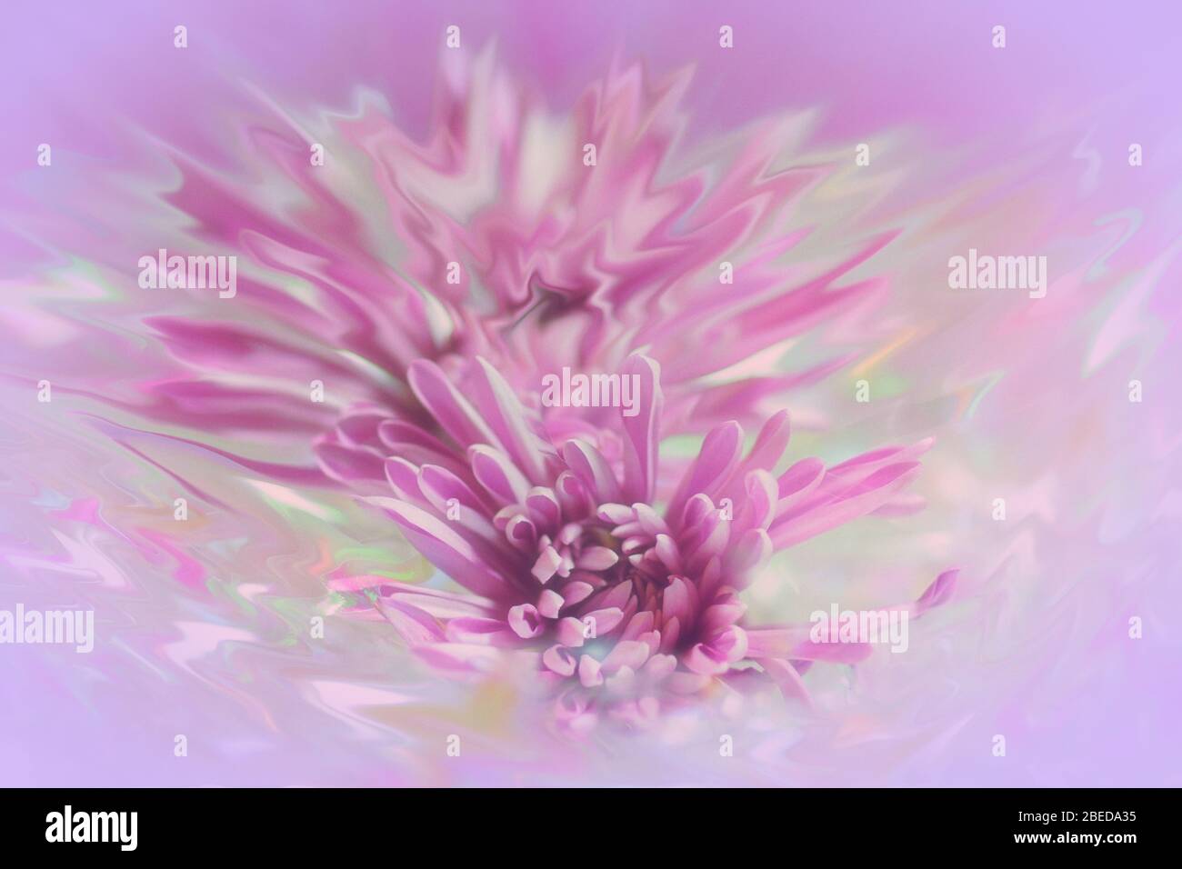 Résumé flou d'un chrysanthème rose avec effet de liquéfaction photographique sur un fond rose et lumineux Banque D'Images