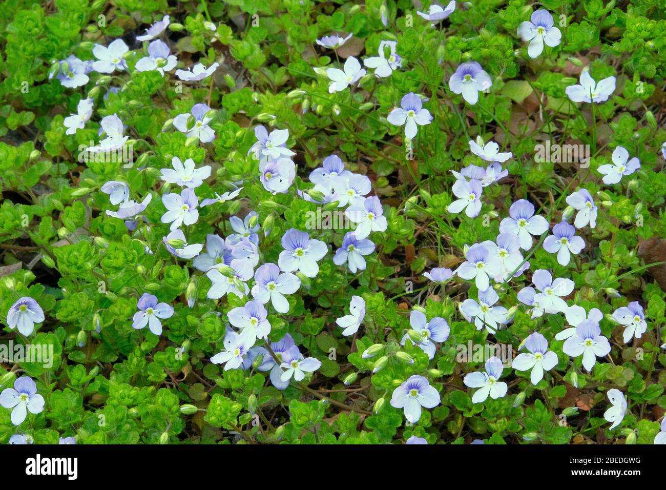 Pré sauvage de printemps dans les montagnes. De nombreuses fleurs alpines bleues et de l'herbe verte sur une glade au printemps. Veronica filiformis est en pleine floraison. Banque D'Images