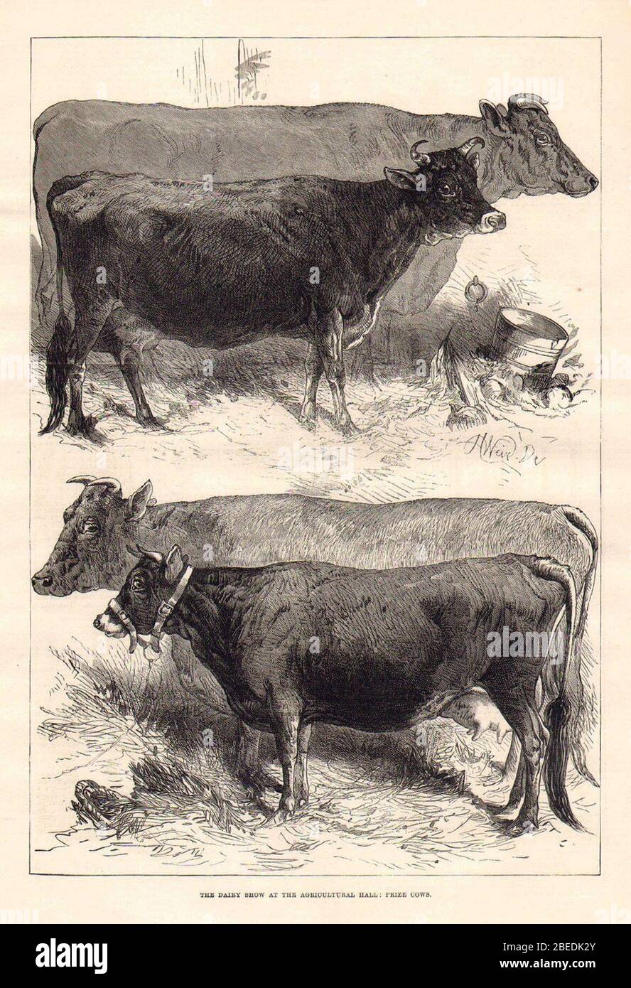 Harrison Weir, The Dairy Show au Agriculture Hall, prix des vaches; The Illustrated London News, 1876. Banque D'Images