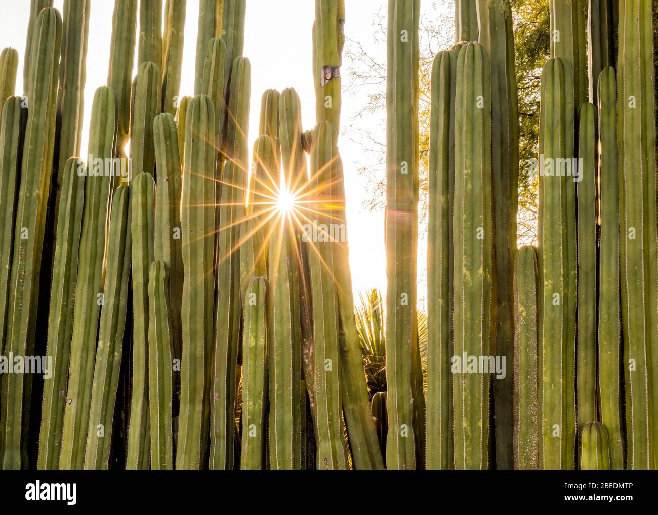 Sun brille à travers un mur de cactus près de San Miguel de Allende, Guanajuato, Mexique. Banque D'Images