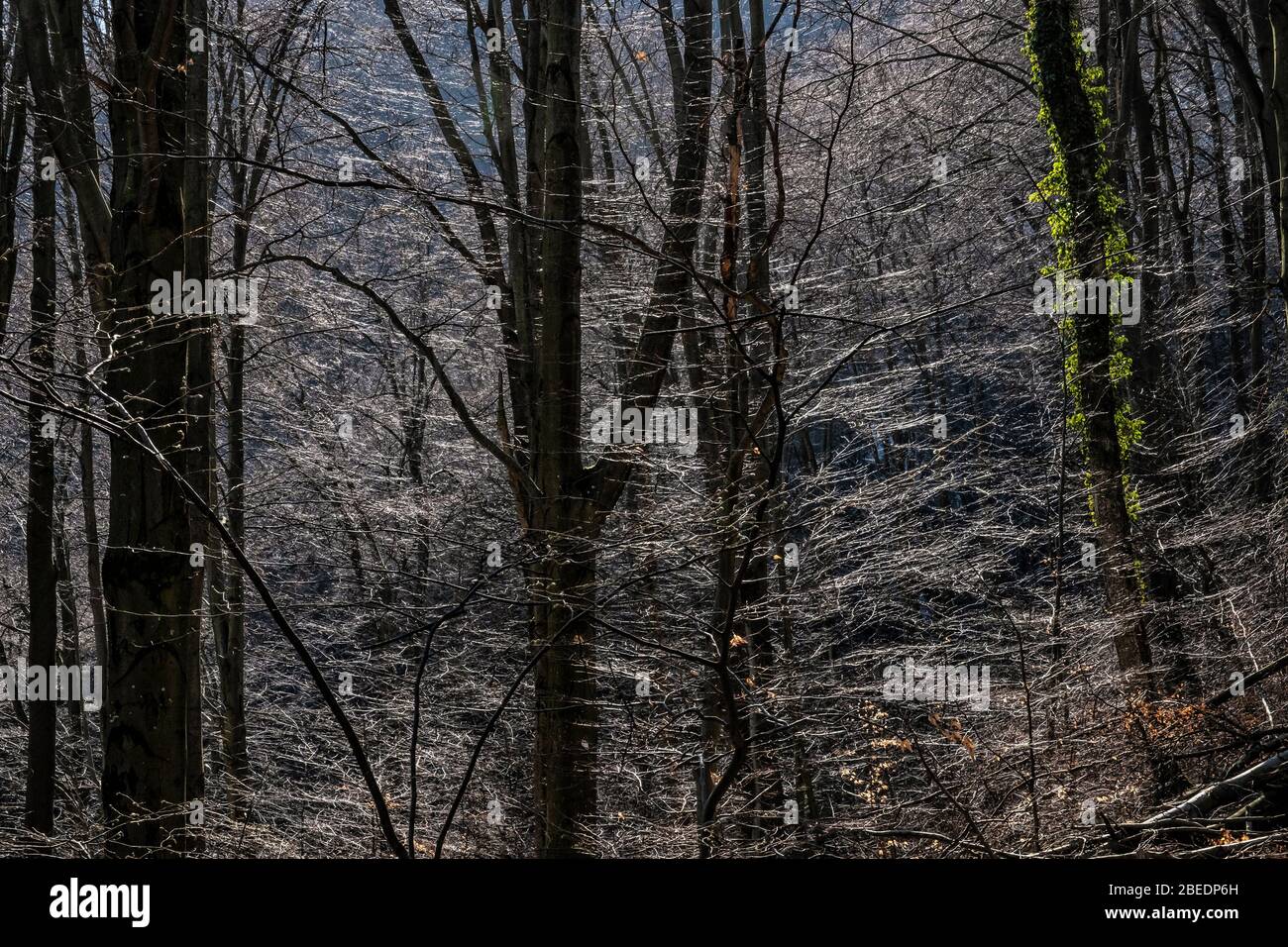 Forêt de feuillus saisonniers à la lumière du soleil, rochers de Vrsatske, république slovaque. Thème de randonnée. Banque D'Images