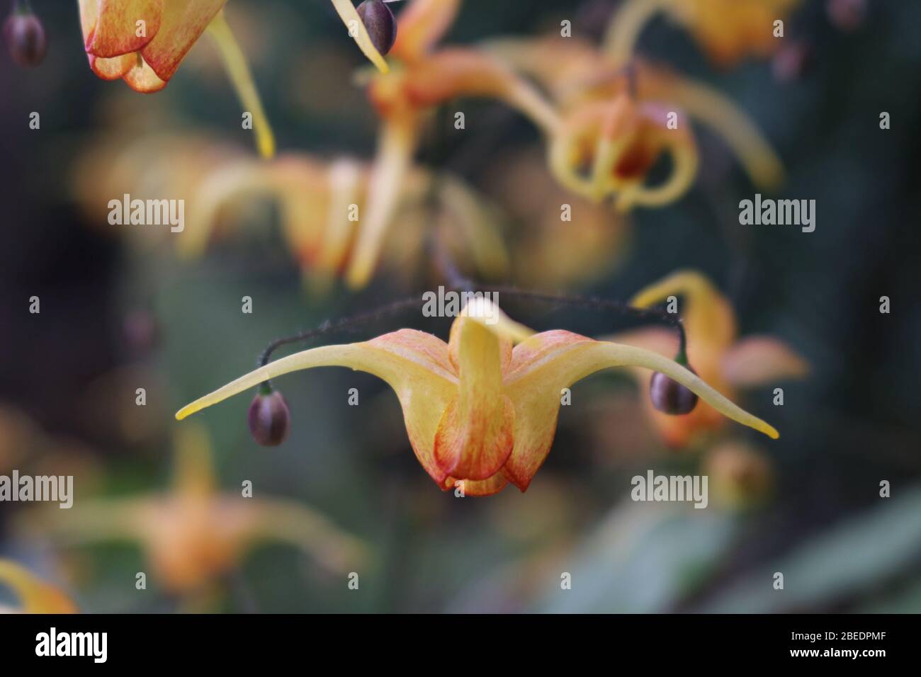 Barrenwort ou Epimedium Amber Queen Banque D'Images