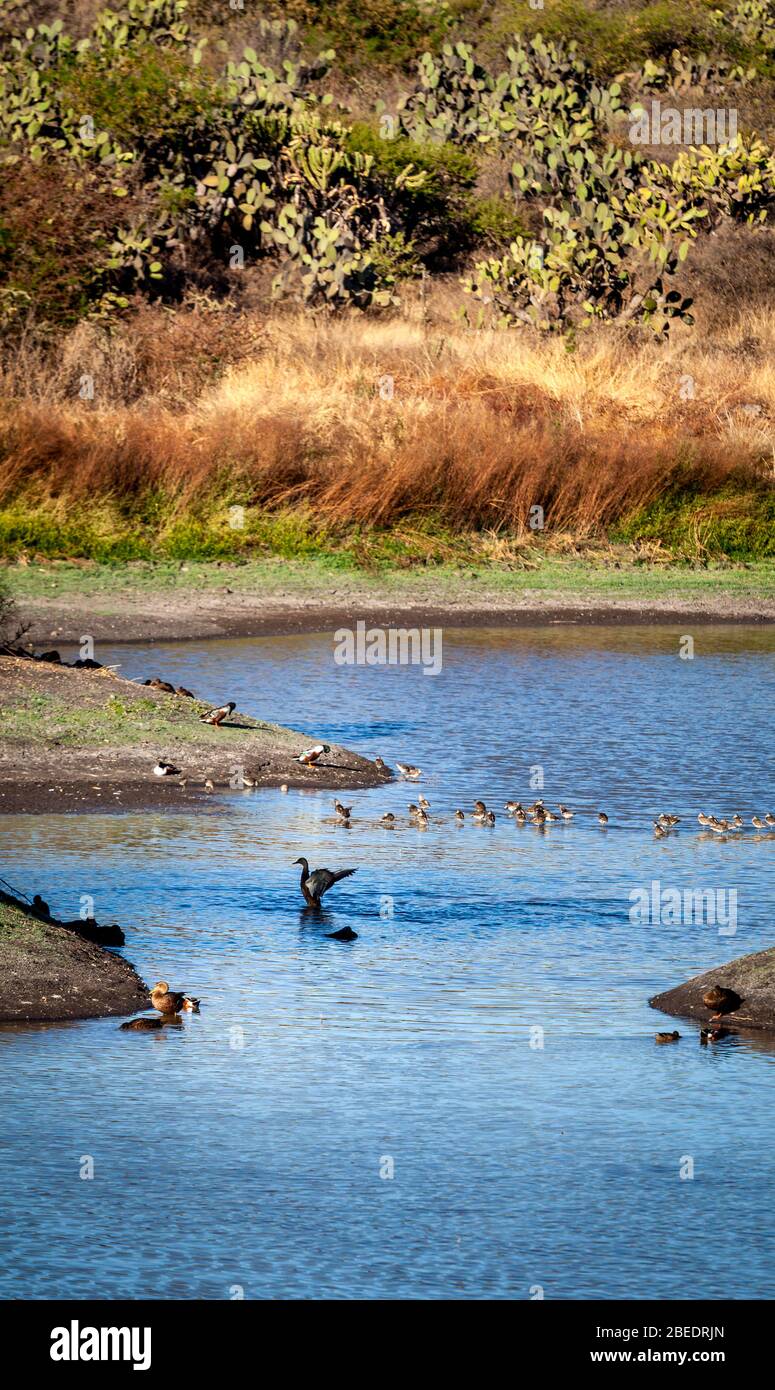 Canards et autres oiseaux dans la réserve El Charco près de San Miguel de Allende, Mexique. Banque D'Images