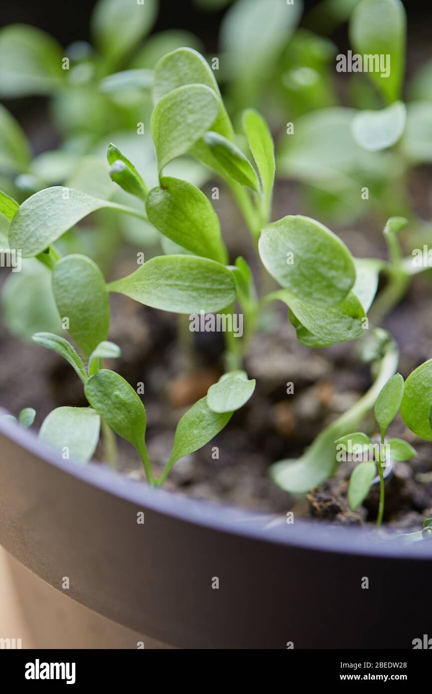 plantes jardin de légumes vers le haut Banque D'Images