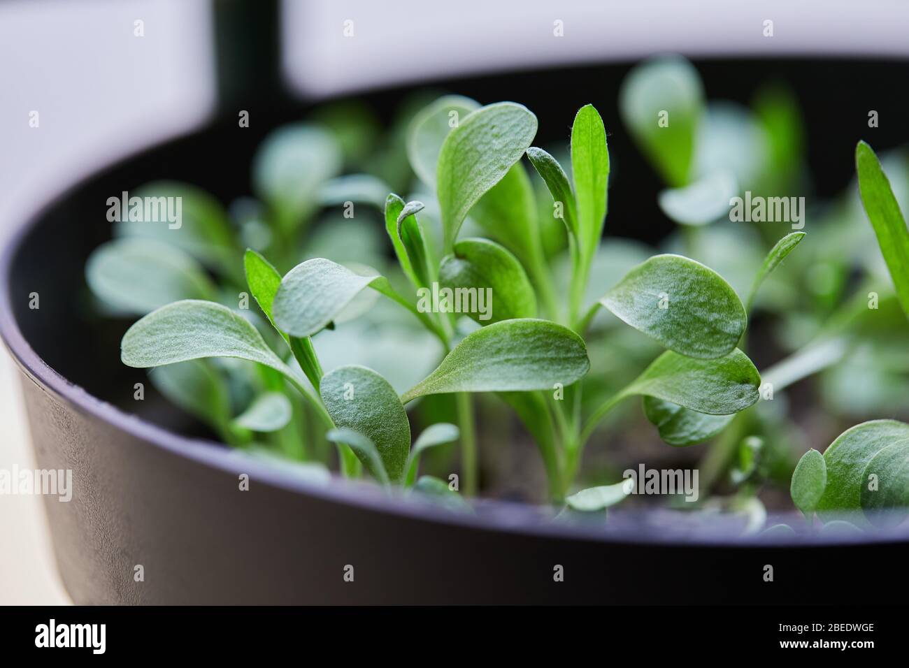 plantes jardin de légumes vers le haut Banque D'Images