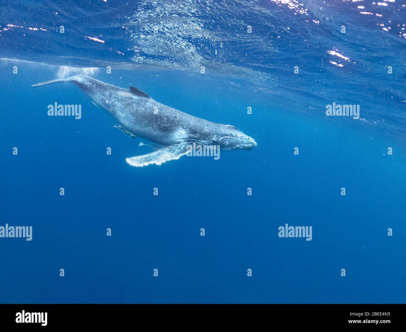 Une jeune baleine à bosse nageant sous la surface de l'océan Pacifique près des îles de Vava'u Tonga éclabousse Banque D'Images