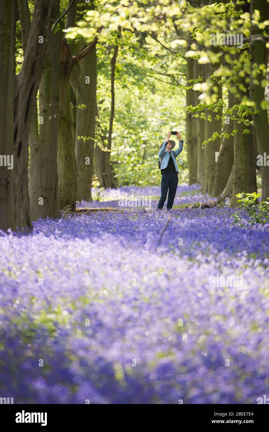 Les marcheurs apprécient les cloches du Wanstead Park dans le nord-est de Londres aujourd'hui alors que le Royaume-Uni continue de se maintenir en position pour aider à freiner la propagation du coronavirus. Photo PA. Date de l'image: Lundi 13 avril 2020. Voir l'histoire de PA SANTÉ Coronavirus. Crédit photo devrait lire: Stefan Rousseau/PA Wire Banque D'Images