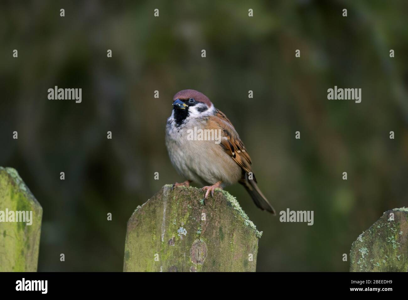 Un sparrow d'arbre eurasien (Passer montanus) perché sur une clôture de jardin en bois Banque D'Images