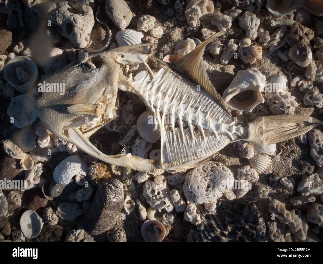 Vue de dessus d'un poisson sec et mort montrant des os et la peau encore enveloppés autour de la tête. Banque D'Images