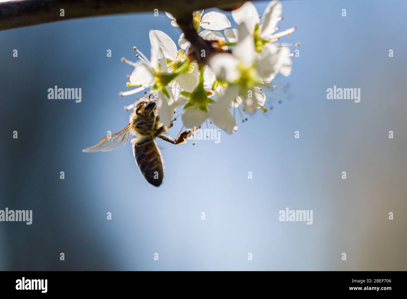 Une abeille au miel de Carniolan (APIS mellifera carnica) recueille le nectar des fleurs d'un cerisier Banque D'Images