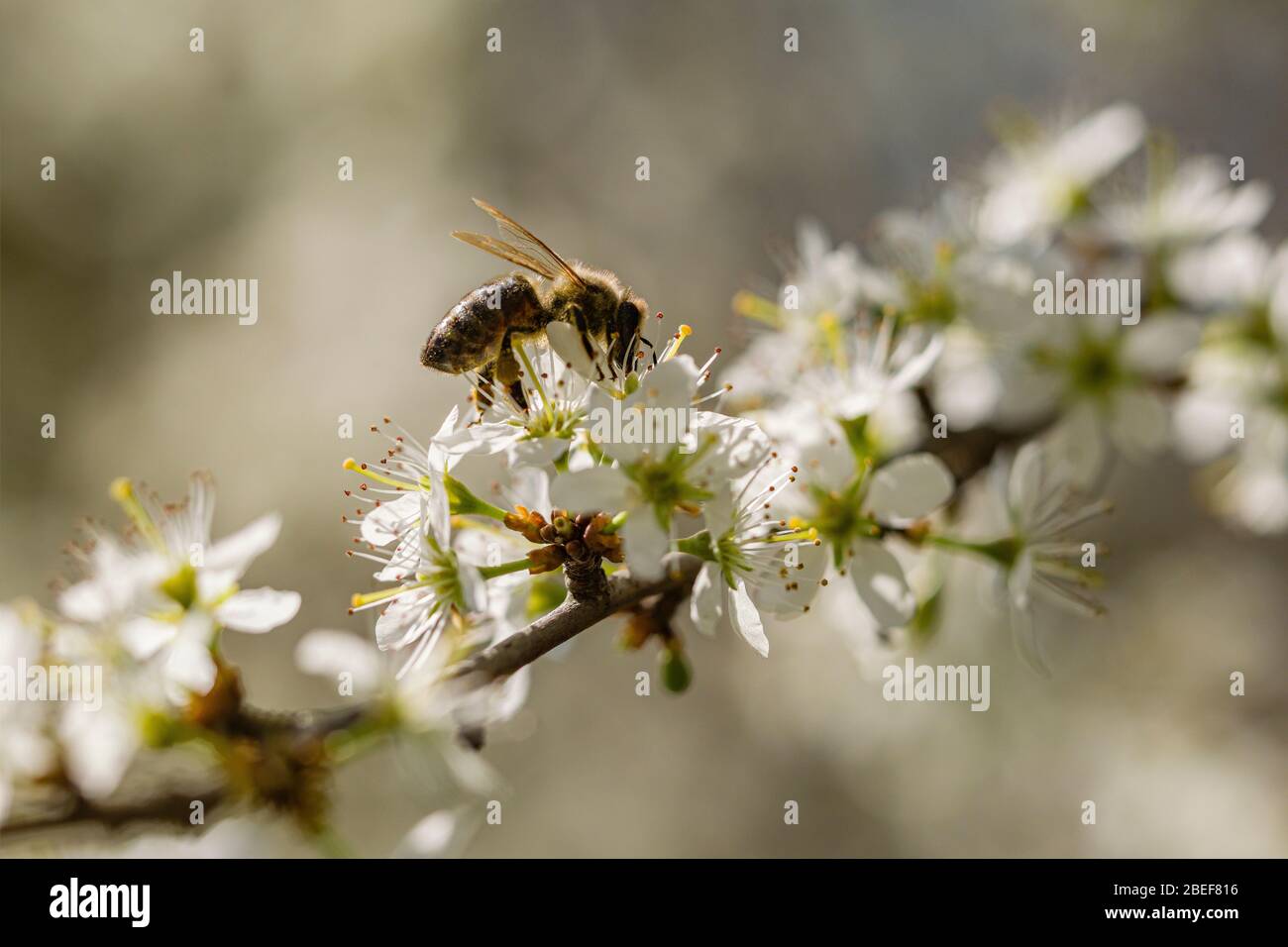 Une abeille au miel de Carniolan (APIS mellifera carnica) recueille le nectar des fleurs d'un cerisier Banque D'Images