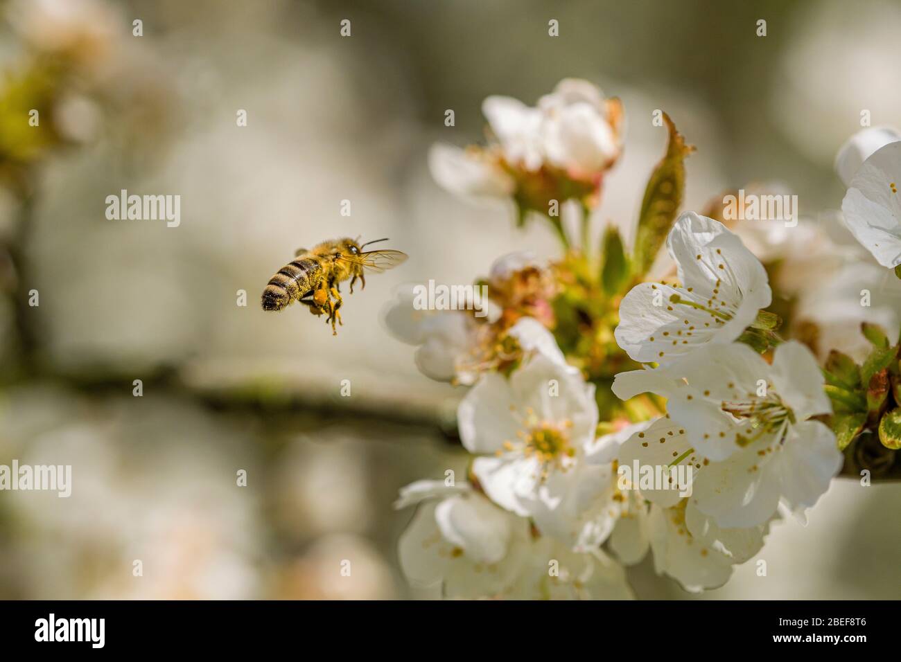 Une abeille au miel de Carniolan (APIS mellifera carnica) recueille le nectar des fleurs d'un cerisier Banque D'Images