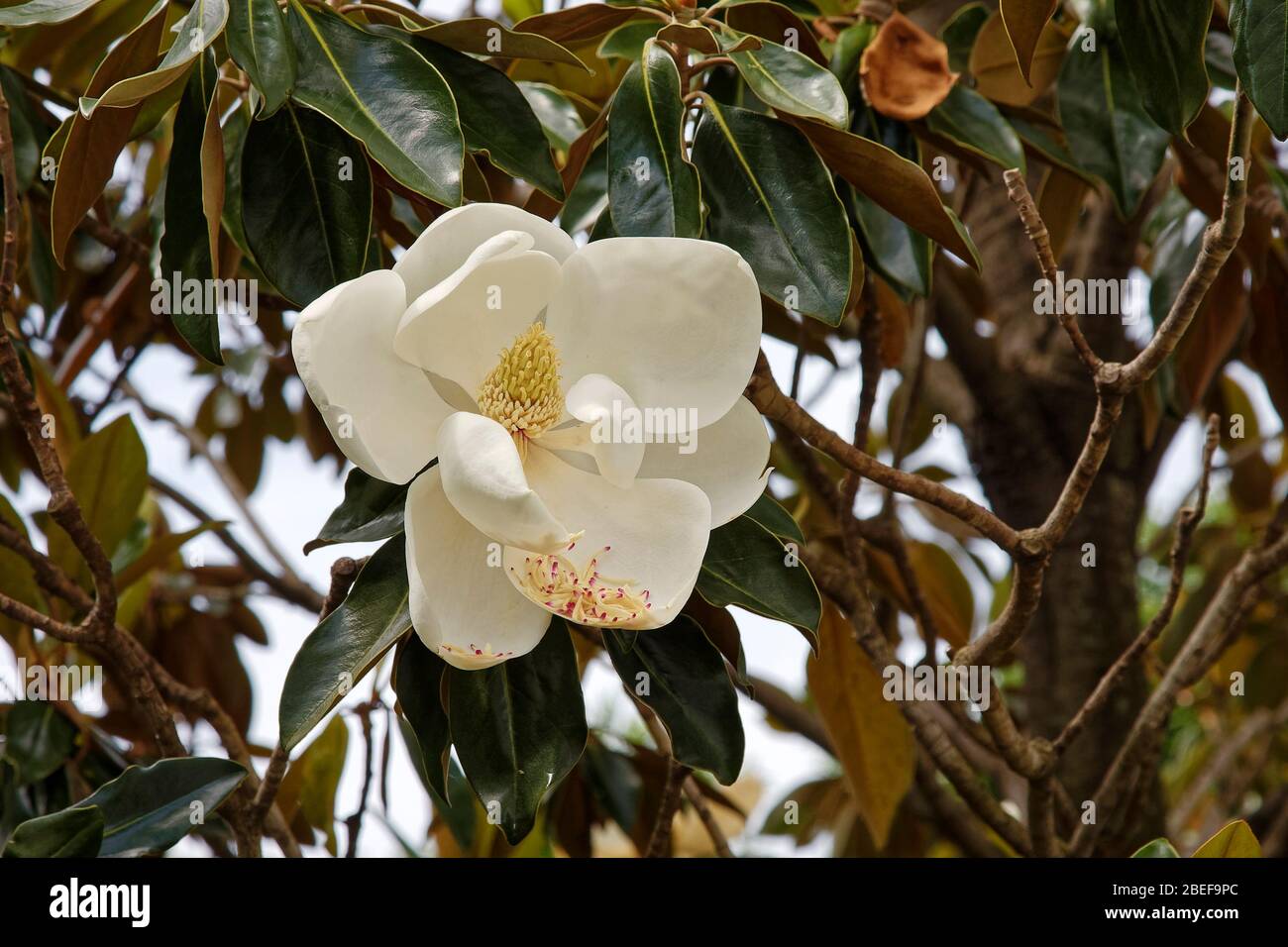 Fleurs de magnolia du sud, gros plan, fleurs d'arbre, blanc crémeux, étamines jaunes, grandiflora de Magnolia, fleurs d'état du Mississippi et de Louisiane; parfumées Banque D'Images