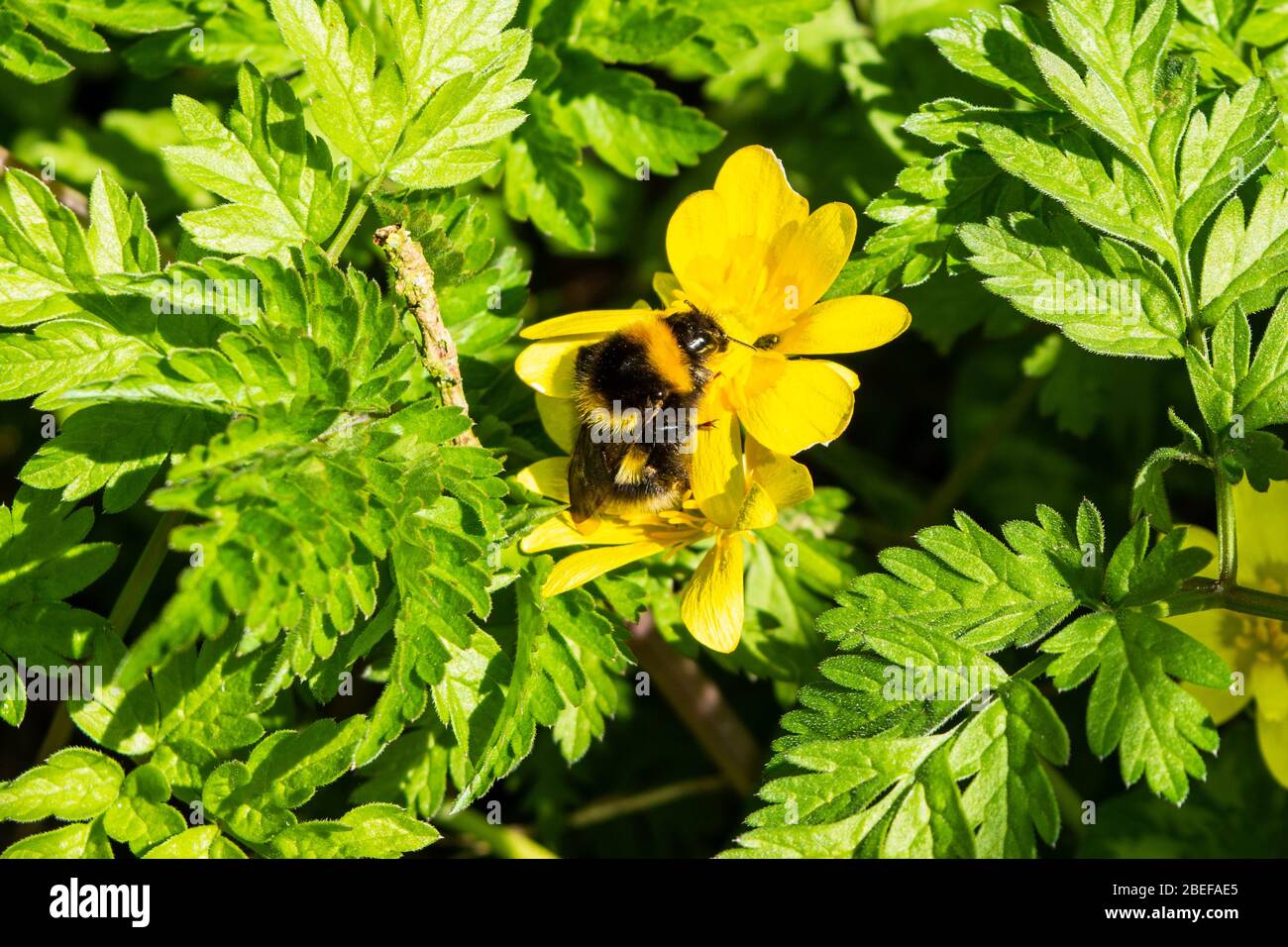 Une reine d'hortorum de Bombus bourdon de jardin reposant sur une fleur jaune de celandine parmi des feuilles de persil laqueux Banque D'Images