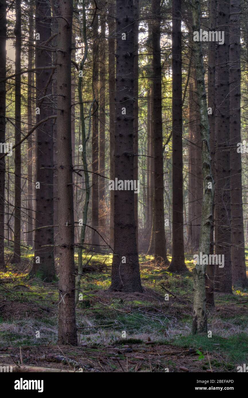 Lumière du soleil dans une forêt de pins sombres après le lever du soleil Banque D'Images