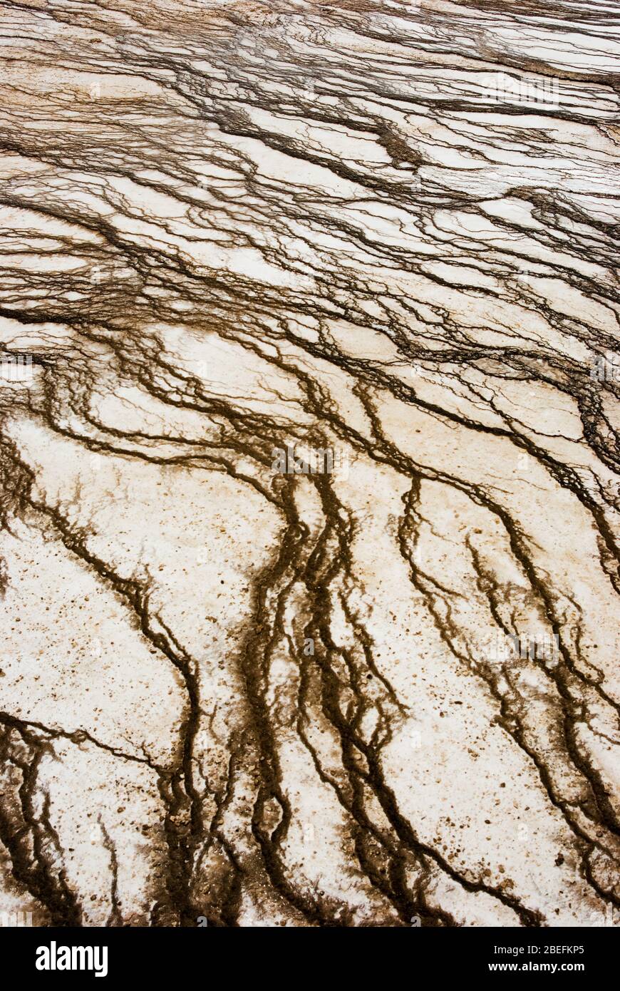 Résumé gros plan des motifs et des textures formés par la bactérie thermophile des sources chaudes et des geysers du parc national de Yellowstone Banque D'Images