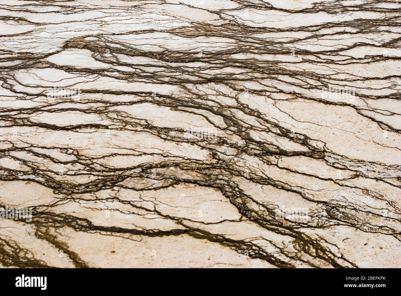 Résumé gros plan des motifs et des textures formés par la bactérie thermophile des sources chaudes et des geysers du parc national de Yellowstone Banque D'Images