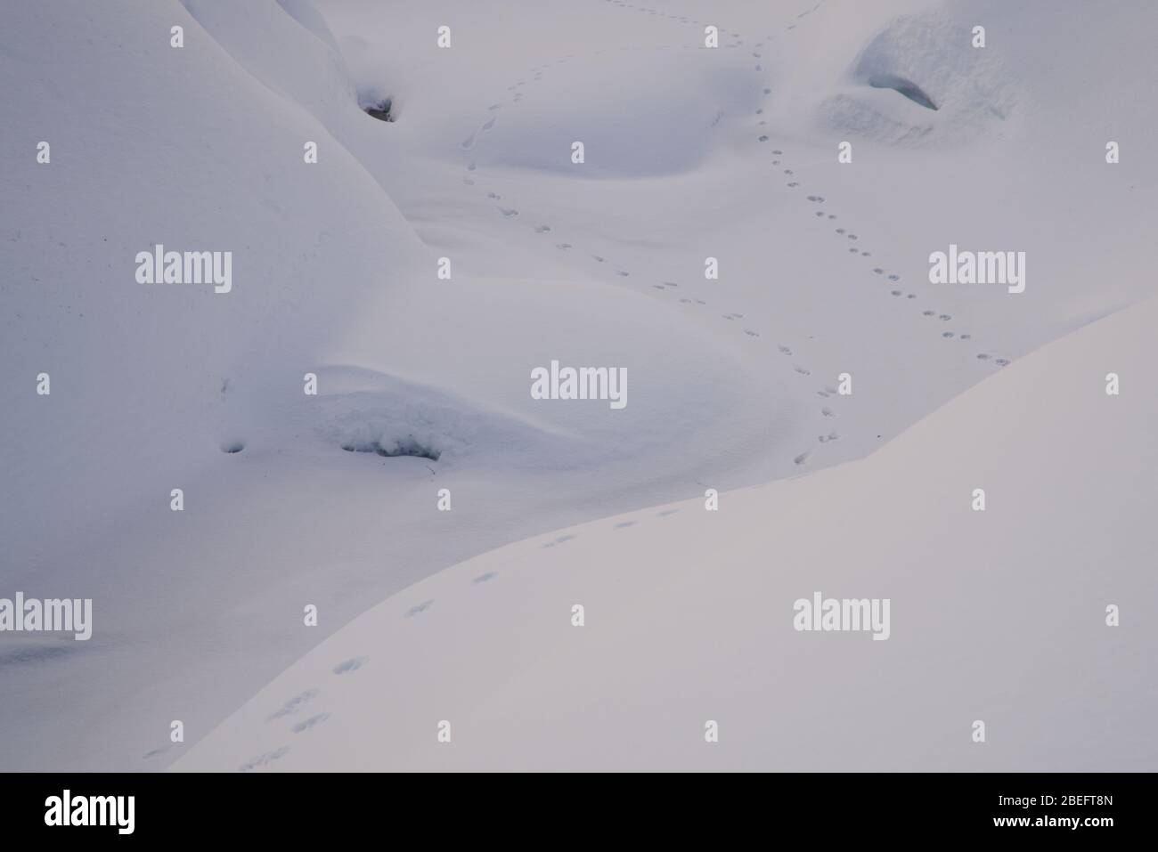 Des traces d'animaux sur la neige dans le parc national de Pallas-Ylläs tunturi, Muonio, Finlande Banque D'Images