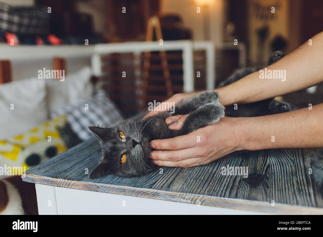 Gros Plan Portrait De Museau De Chat Avec Les Doigts Humains De Course Main Photo Stock Alamy Gros Plan Portrait De Museau De Chat Avec Les Doigts Humains De Course Main Photo Stock Alamy