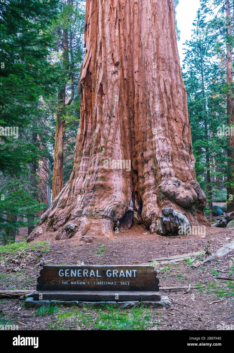 arbres géants dans le parc national de sequoia, californie, états-unis. Banque D'Images