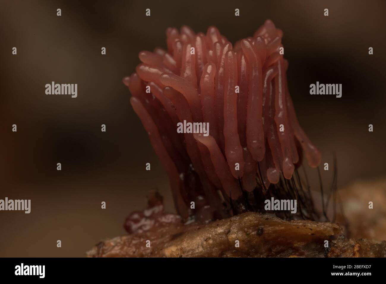 Un moule à chaux dans le genre Stemonitis, qui croît sur un log pourri dans la région de East Bay en Californie. Banque D'Images
