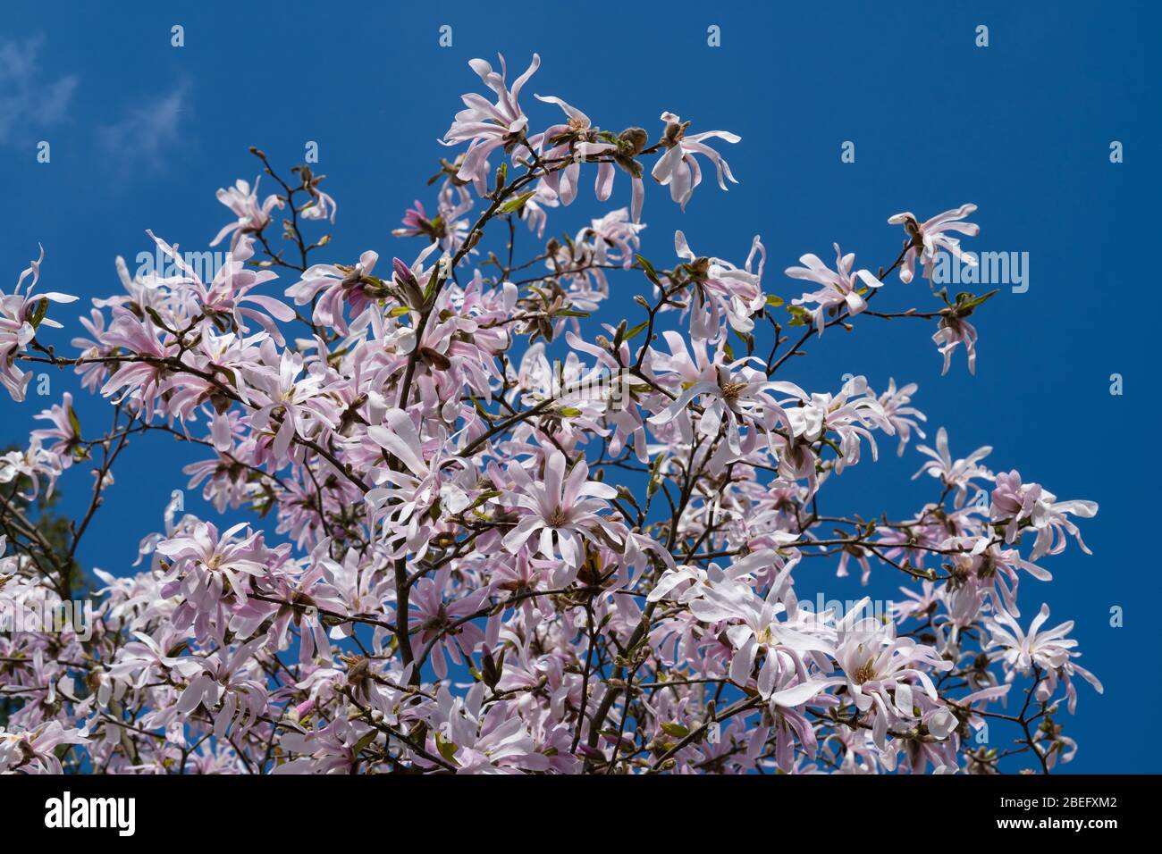 Magnolia fleurs en printemps Banque D'Images