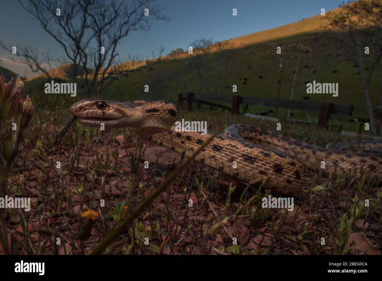 Serpent de gopher de la région de la baie de Californie, ces serpents sont assez courants et se nourrissent de petits rongeurs dans les prairies. Banque D'Images