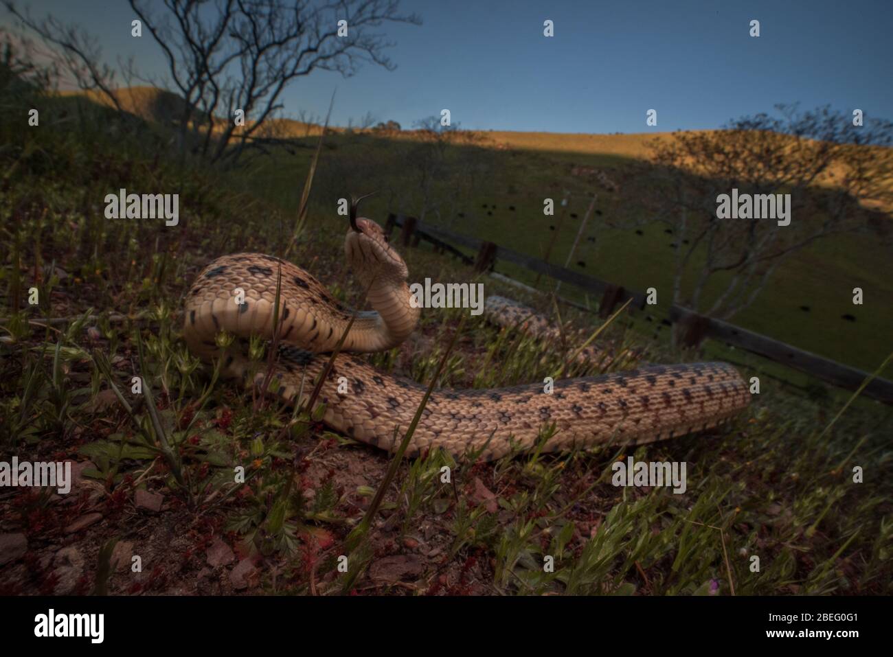 Serpent de gopher de la région de la baie de Californie, ces serpents sont assez courants et se nourrissent de petits rongeurs dans les prairies. Banque D'Images
