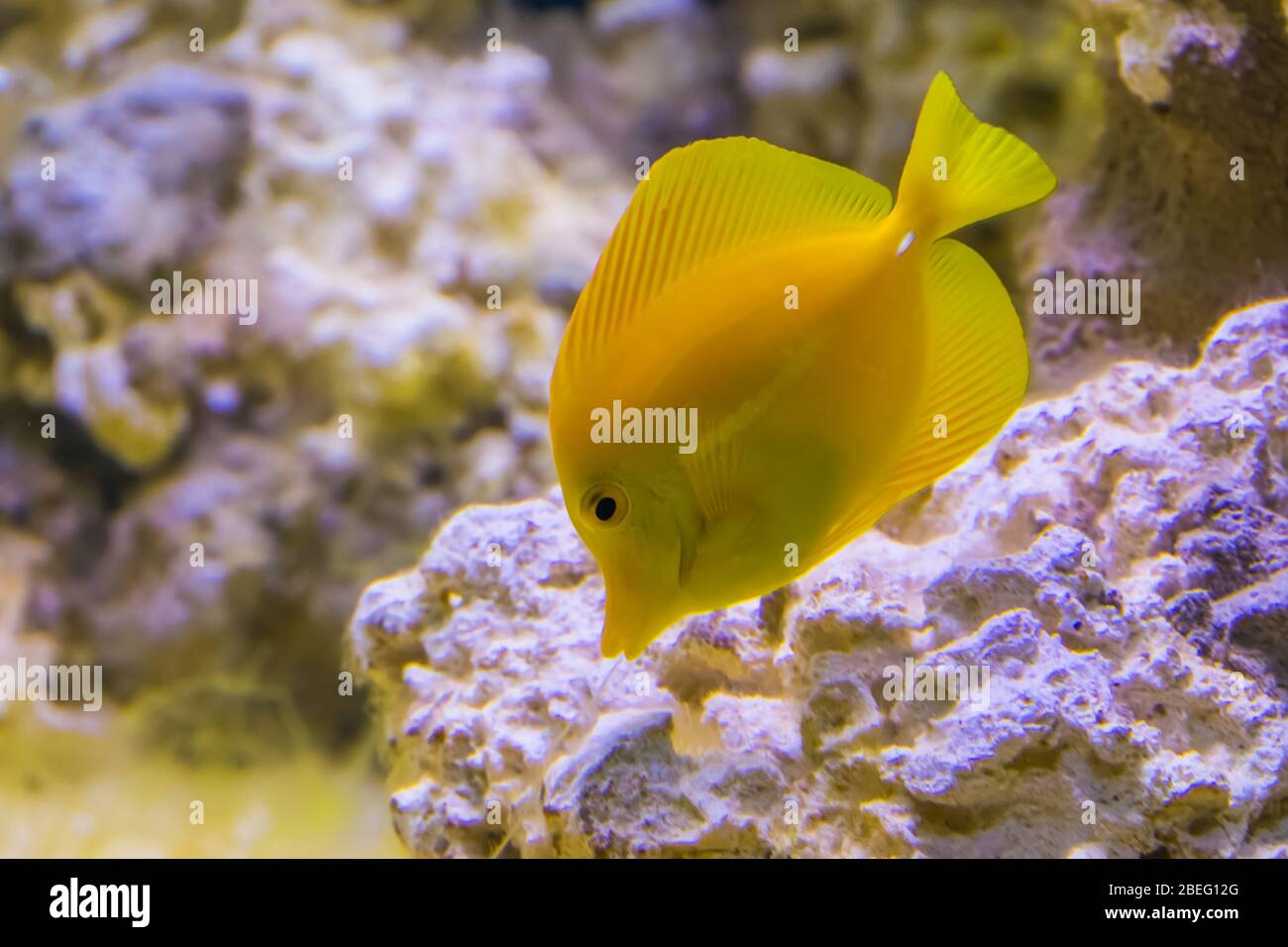 portrait d'un poisson jaune de tang, poisson populaire en aquaculture, espèce de poisson tropicale d'hawaï Banque D'Images