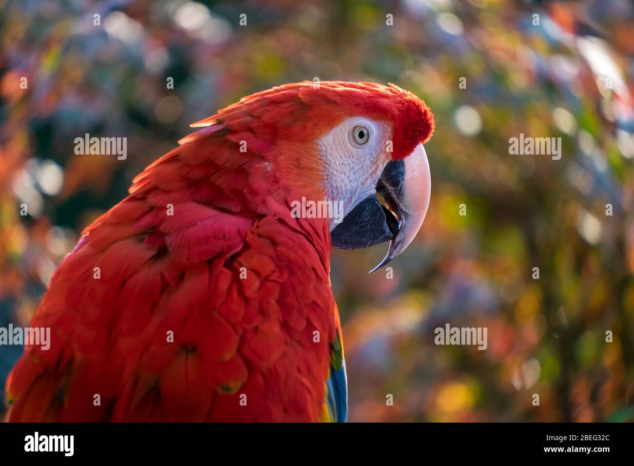 Macaw de écarlate. Ara macao. Banque D'Images