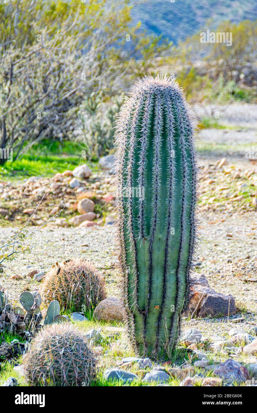 Cactus Ferocactus en forme de tonneau dans le désert de Sonoran en Arizona Banque D'Images