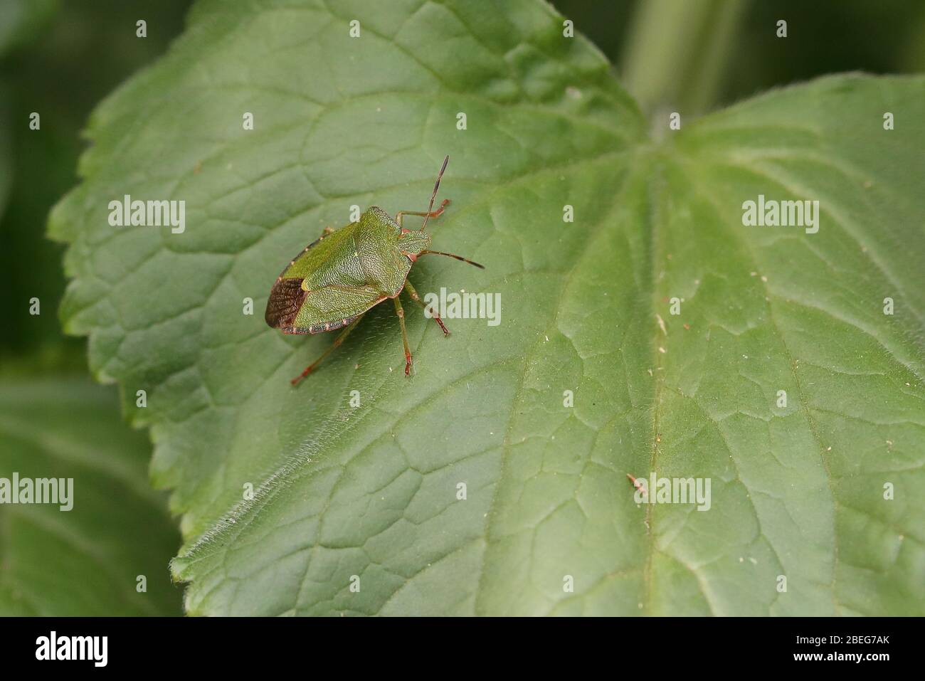 Green Shield Bug commun Banque D'Images
