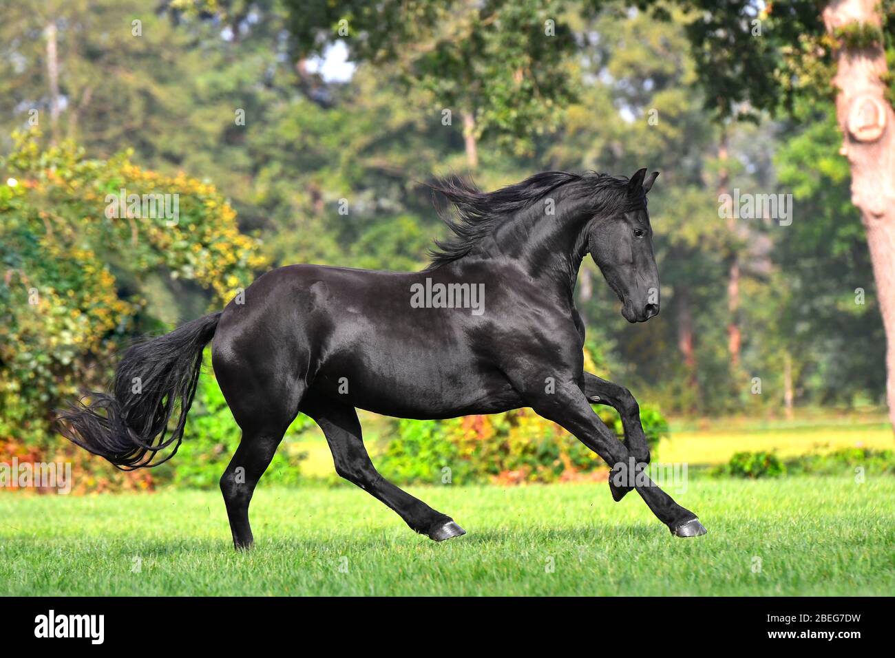 Cheval de frésie noir avec de longues manes court dans le jardin vert fleuri au printemps. Animal en mouvement. Banque D'Images