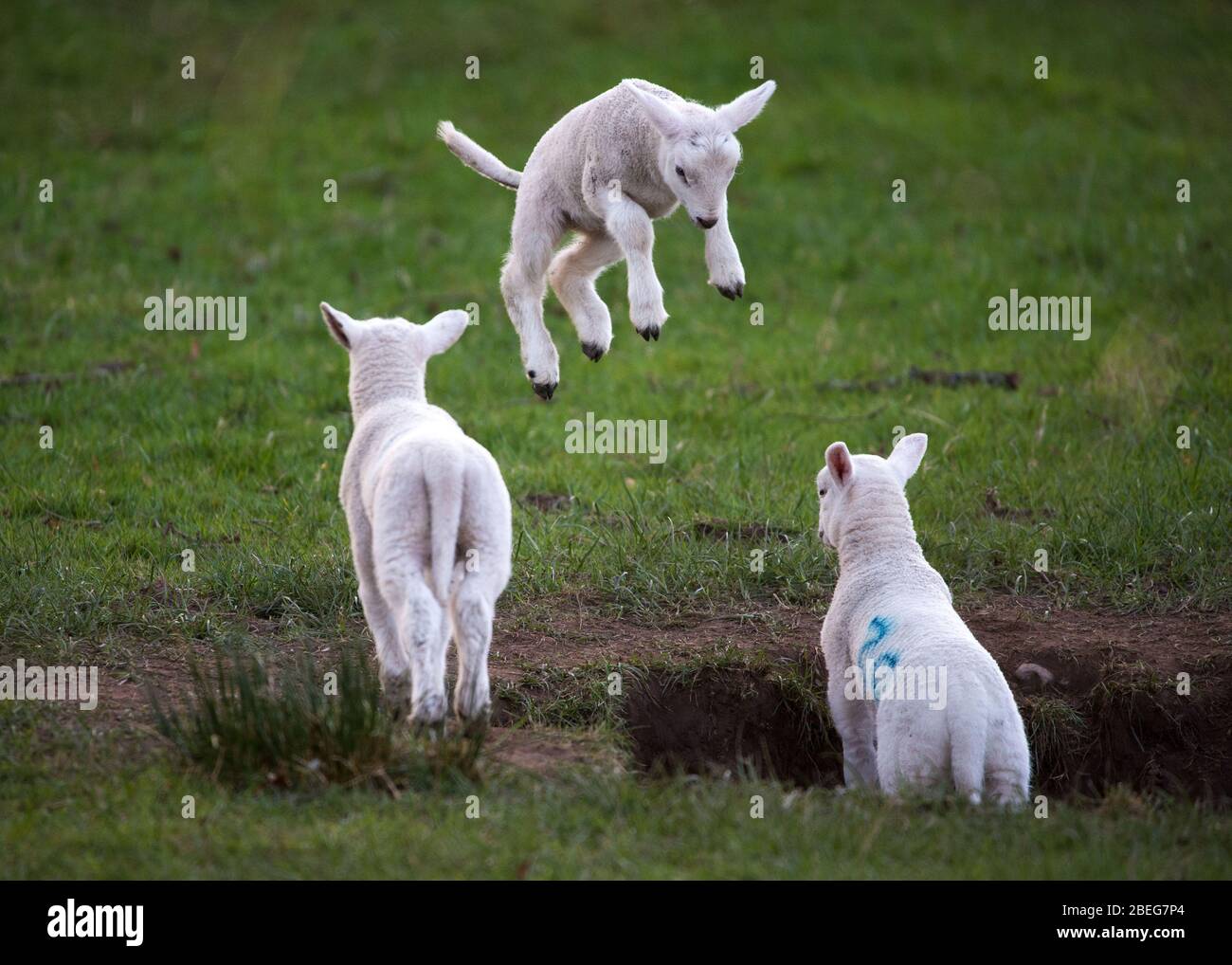 Doune, Royaume-Uni. 13 avril 2019. Photo : les printemps jouent dans la lumière de fin de soirée sur le lundi de Pâques des fêtes de la Banque. Le verrouillage du coronavirus (COVID-19) est en place depuis près de 3 semaines, permettant aux femmes enceintes de donner naissance à une mère en paix relative. Les petites agneaux jouent et sautent dans les champs et suckle pour le lait de leurs mères. Crédit : Colin Fisher/Alay Live News Banque D'Images
