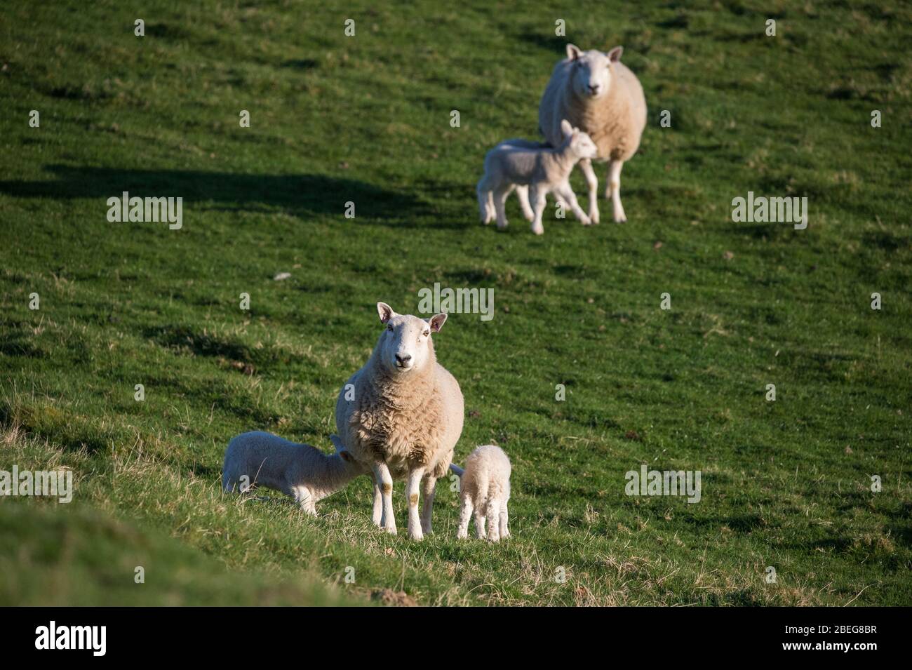 Doune, Royaume-Uni. 13 avril 2019. Photo : les printemps jouent dans la lumière de fin de soirée sur le lundi de Pâques des fêtes de la Banque. Le verrouillage du coronavirus (COVID-19) est en place depuis près de 3 semaines, permettant aux femmes enceintes de donner naissance à une mère en paix relative. Les petites agneaux jouent et sautent dans les champs et suckle pour le lait de leurs mères. Crédit : Colin Fisher/Alay Live News Banque D'Images