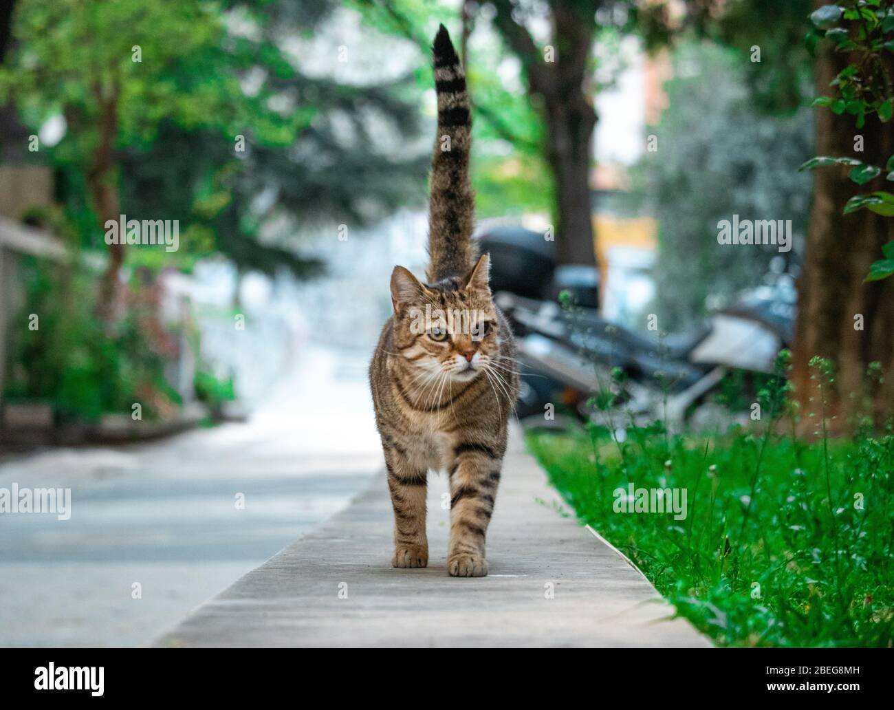 Chat Brun Avec Des Rayures Noires Et Un Oeil Marchant Sur Un Chemin De Pierre Vers La Camera Heureusement Avec Elle Est Queue Vers Le Haut Paysage Vert En Arriere Plan Photo Stock