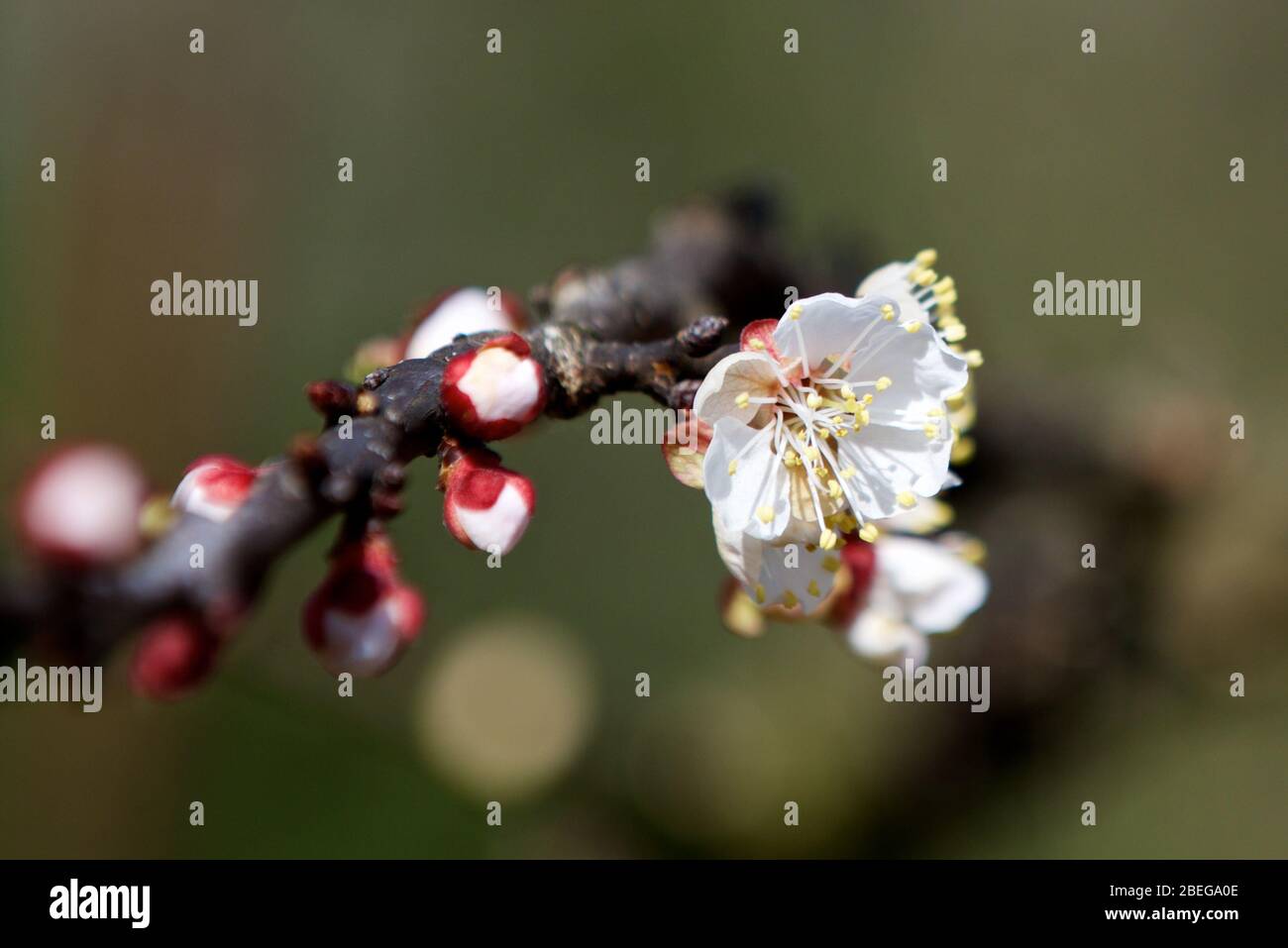sakura de cerise sur un arbre au printemps Banque D'Images