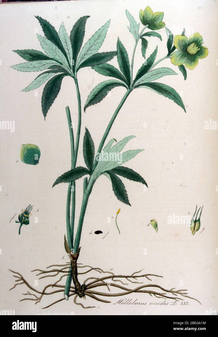 Helleborus viridis — Flora Batava — Volume 10. Banque D'Images