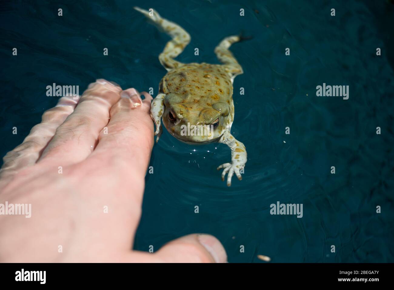 Nagez dans l'eau vers la main humaine. Les animaux et l'homme interagissent ensemble. Bufo Alvrius toad en Arizona gros plan. Banque D'Images