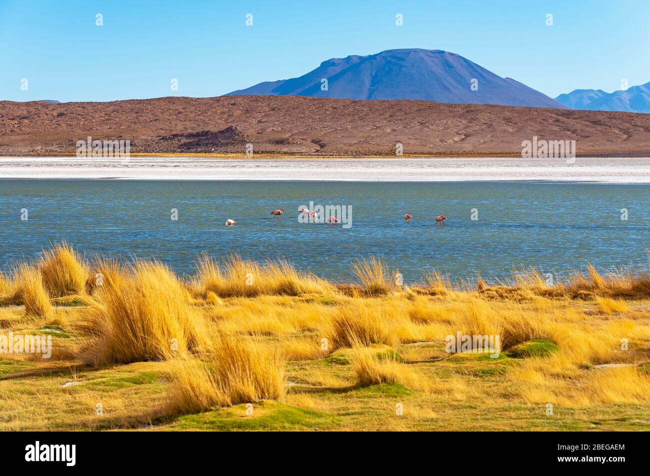 James Flamingo (Phoenicocarrus jamesi) dans la lagune de Hedionda, Uyuni Salt Flat, Bolivie. Premier plan et arrière-plan imprécis, flamants nets. Banque D'Images