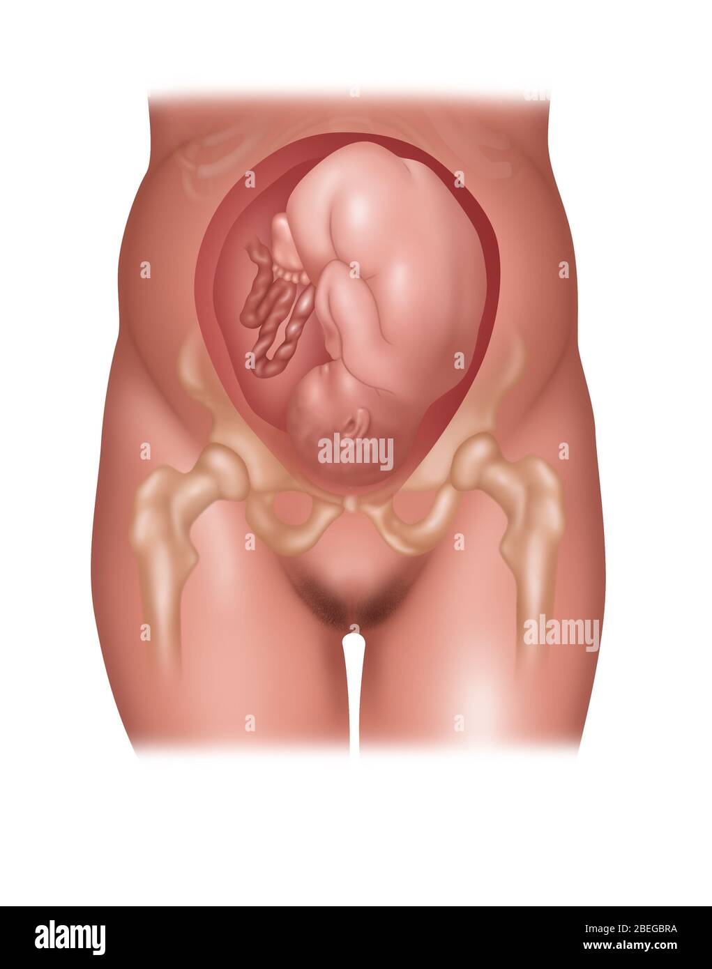 Foetus En Position Normale Banque D Image Et Photos Alamy