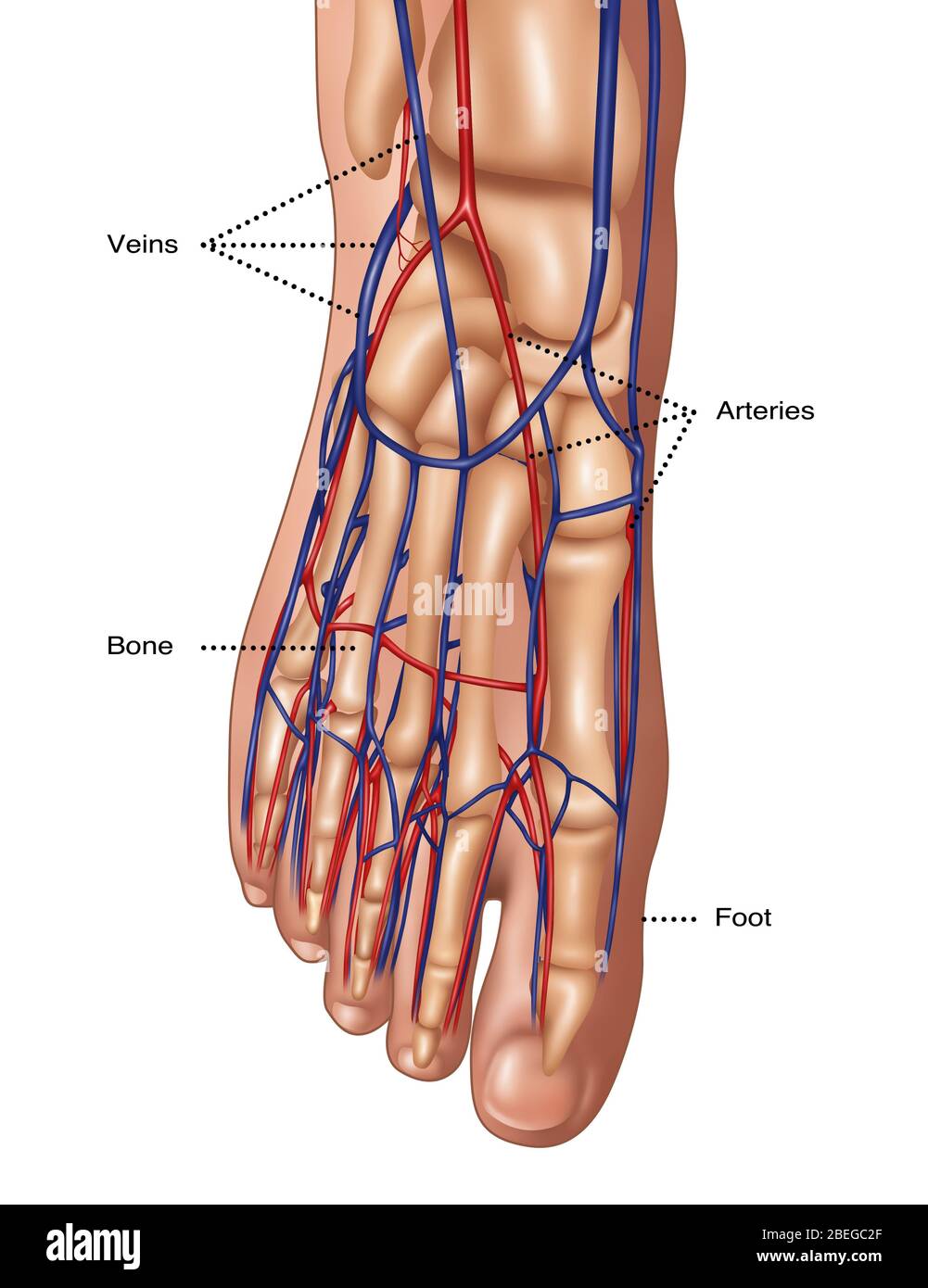 Anatomie du pied, illustration Banque D'Images