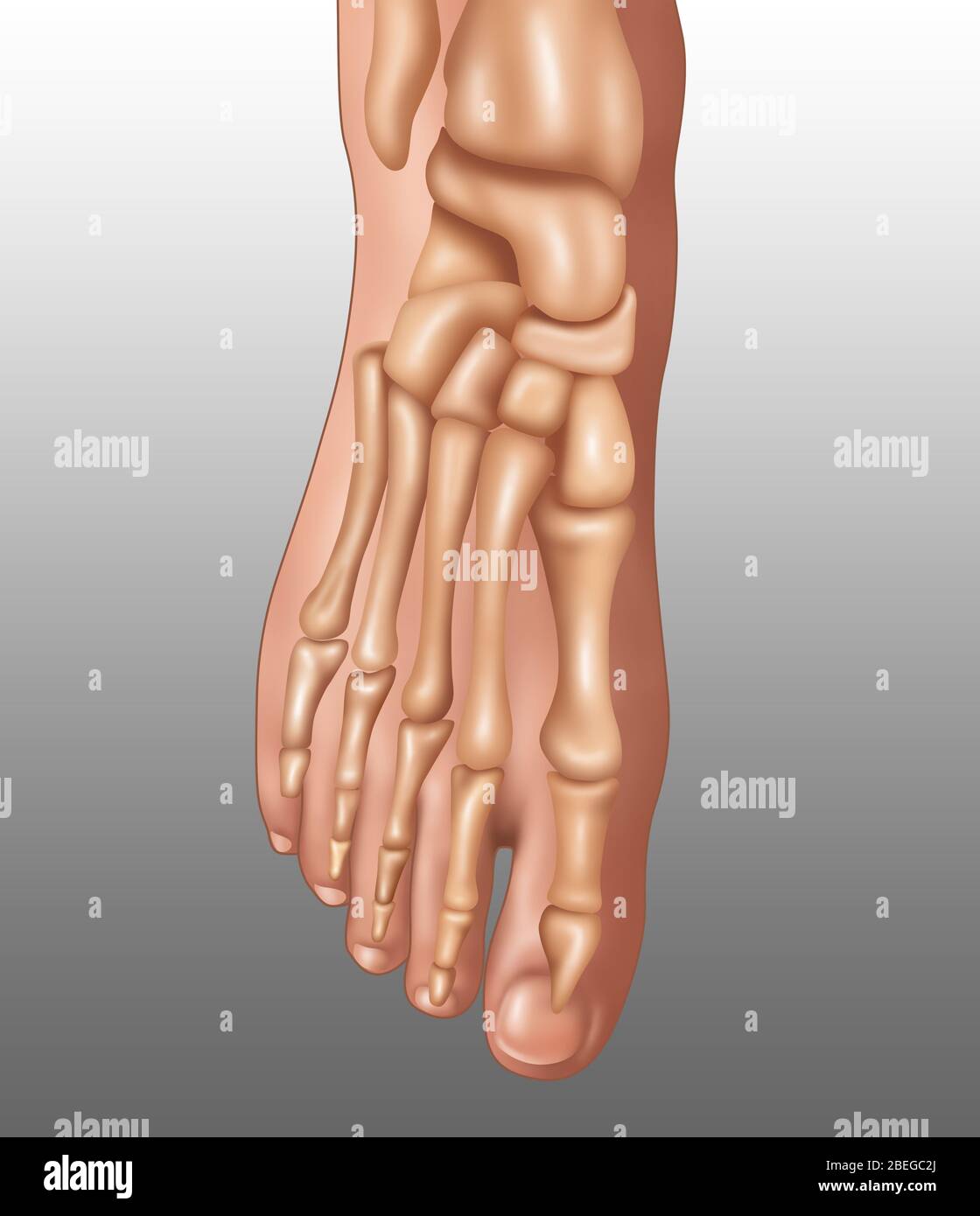 Pieds-os, illustration Banque D'Images