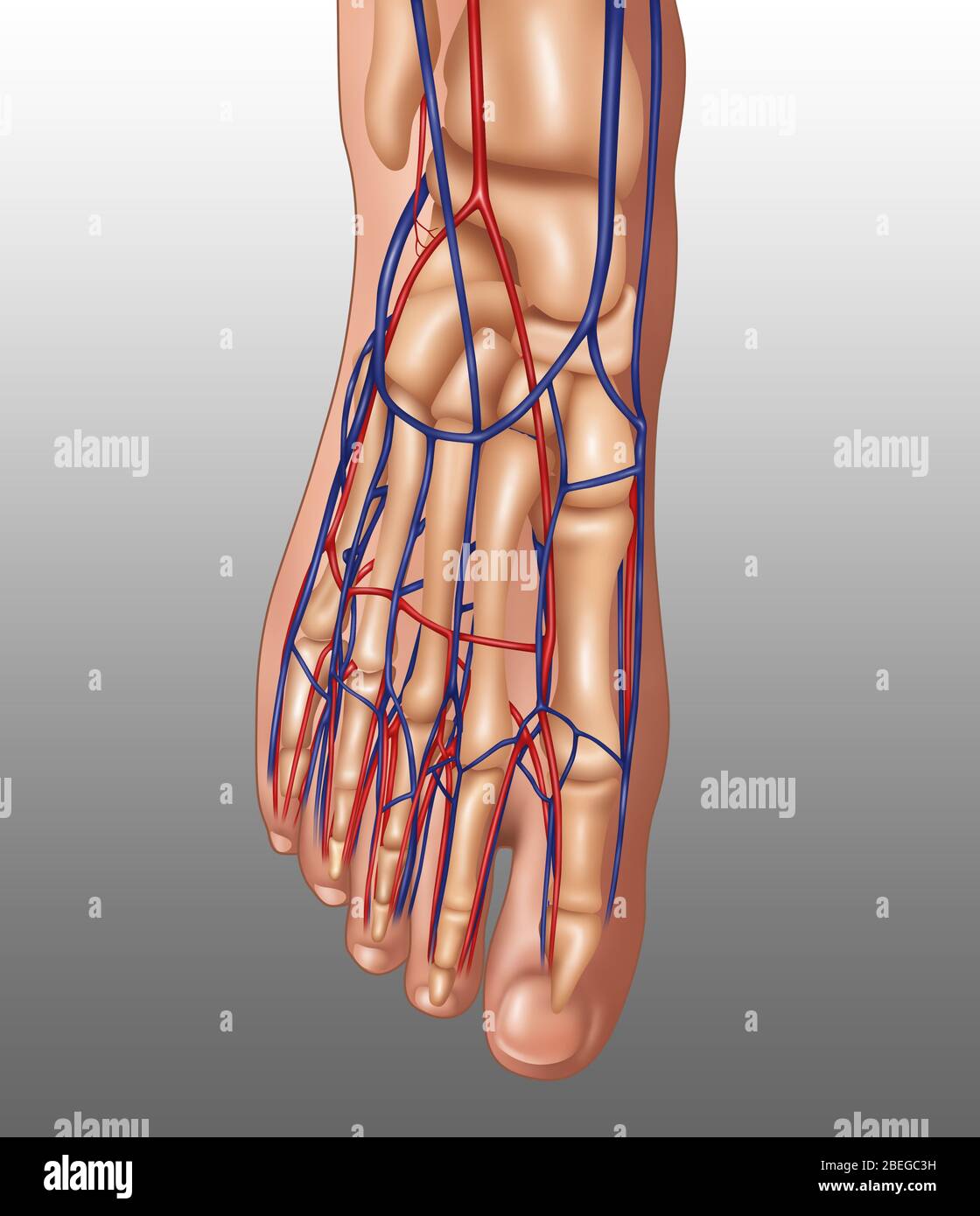 Anatomie du pied, illustration Banque D'Images